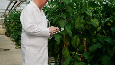 Scientist-with-digital-tablet-examining-plants-in-the-greenhouse-4k