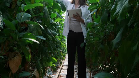 Científico-Con-Tableta-Digital-Examinando-Plantas-En-El-Invernadero-4k