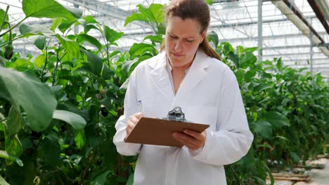 Scientist-writing-on-the-clipboard-in-the-greenhouse-4k