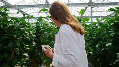 Wissenschaftler-Mit-Digitalem-Tablet-Untersuchen-Pflanzen-Im-Gewächshaus-4k