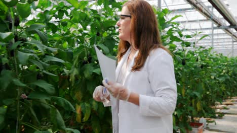Scientist-examining-aubergine-in-greenhouse-4k