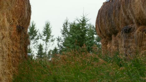 Side-view-of-fit-Caucasian-man-getting-out-from-hay-bale-4k
