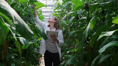 Scientist-examining-plants-and-using-digital-tablet-in-the-greenhouse-4k