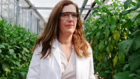 Scientist-examining-aubergine-in-greenhouse-4k