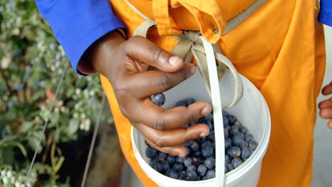 Worker-putting-blueberries-in-basket-4k