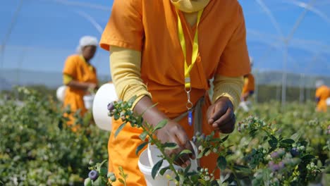 Worker-picking-blueberries-in-blueberry-farm-4k