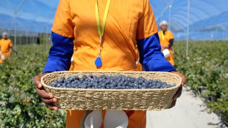 Female-worker-carry-blueberries-in-blueberry-farm-4k