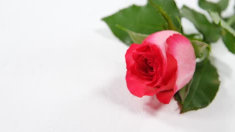 Rosa-Roja-Fresca-Sobre-Superficie-Blanca-4k
