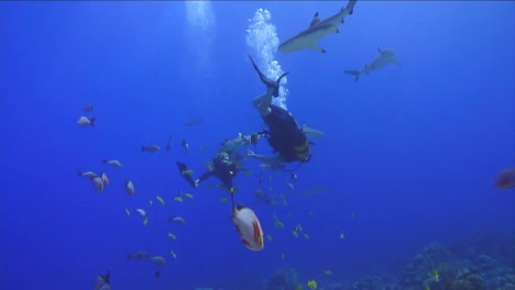 Under-Water-Stock-Footage