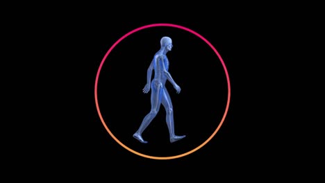 Digitale-Animation-Eines-Transparenten-Menschen-Mit-Erwachendem-Skelett