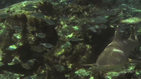 Under-Water-Stock-Footage