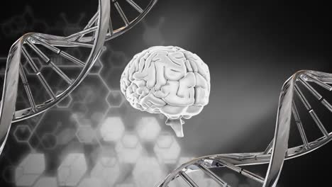 Gehirn-Und-DNA-Helix