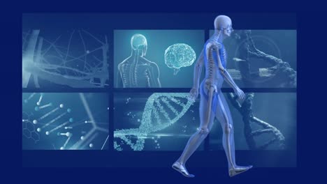 Animation-of-human-model-walking-man-with-MRI-scan-screens-