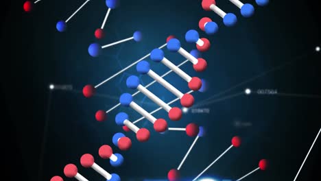 Animación-De-Una-Cepa-De-ADN-Girando-Con-Una-Red-De-Conexiones-Sobre-Fondo-Azul-Y-Negro