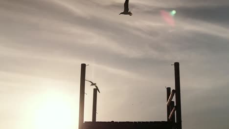 Seagulls-flying-in-the-sky-on-a-sunny-day