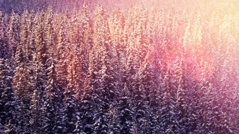 Animation-of-winter-scenery-landscape-with-light-spots-and-fir-trees-covered-in-snow
