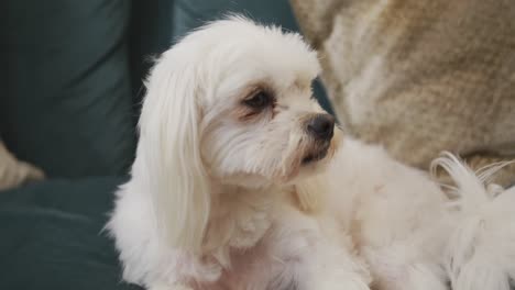 Close-up-of-white-pet-dog-sitting-on-sofa-in-living-room-looking-around-in-slow-motion