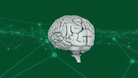 Animación-De-Red-De-Conexiones-Con-Cerebro-Humano-Sobre-Fondo-Verde