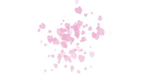 Pale-pink-hearts-gently-expolding-on-a-white-background
