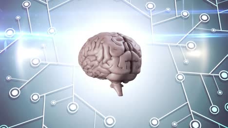 Animation-Des-Menschlichen-Gehirns,-Das-Sich-Mit-Mikroprozessorverbindungen-Dreht
