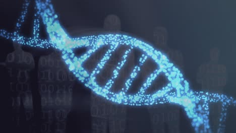 Animation-Des-Spinnens-Und-Der-Datenverarbeitung-Von-3D-DNA-Strängen-über-Menschlichen-Silhouetten