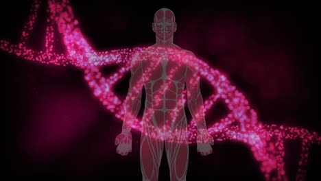 Animation-Eines-Rosafarbenen-3D-DNA-Strangs,-Der-Sich-über-Einem-Menschlichen-Modell-Dreht