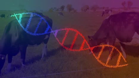 Animation-Eines-3D-glühenden-DNA-Strangs,-Der-Sich-über-Kühe-Auf-Dem-Feld-Dreht