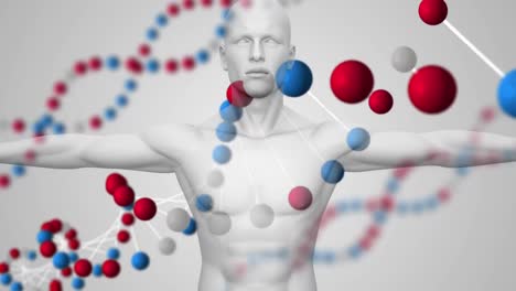 Animation-Eines-3D-DNA-Strangs,-Der-Sich-über-Einem-Weißen-Menschlichen-Modell-Dreht
