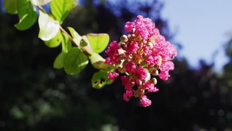 Flowering-pink-blossom-on-apple-tree-branch-in-a-sunny-garden