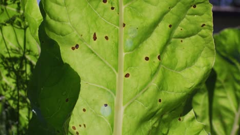 Brown-spots-on-a-large-green-leaf-in-a-sunny-garden