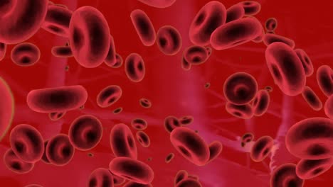 Animation-of-floating-red-blood-cells-in-vein-on-red-background