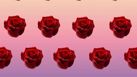 Komposition-Aus-Reihen-Roter-Rosen,-Die-Sich-Auf-Rosa-Hintergrund-Bewegen
