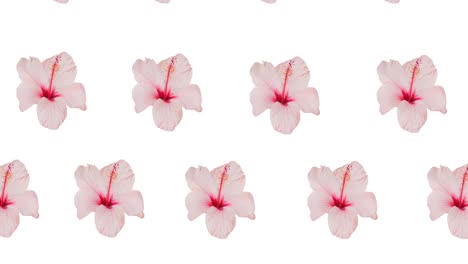 Composition-of-rows-of-pink-flowers-moving-on-white-background