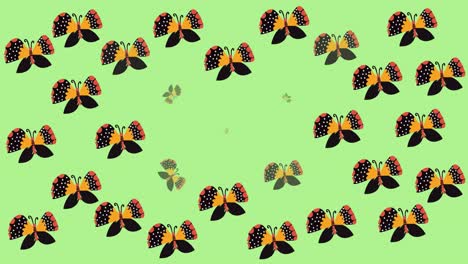Animation-of-multi-coloured-butterflies-on-green-background