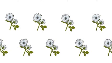 Composition-of-rows-of-white-flowers-moving-on-white-background