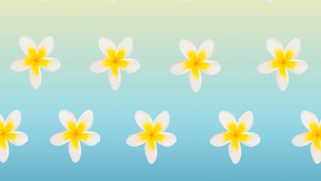 Composition-of-rows-of-white-and-yellow-flowers-moving-on-blue-background