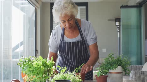 Mid-section-of-african-american-senior-woman-wearing-apron-transplanting-plants-at-home