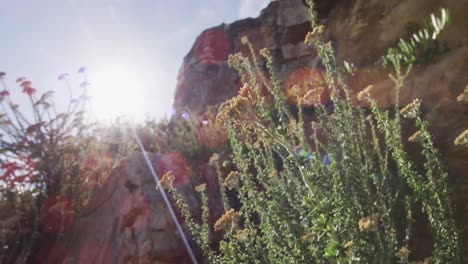 Backlit-plants-and-lens-flare-against-mountain-rocks-and-blue-sky