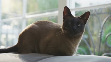 Glückliche-Siamesische-Katze-Sitzt-Auf-Der-Rückseite-Des-Sofas-Vor-Dem-Fenster-Im-Sonnigen-Wohnzimmer