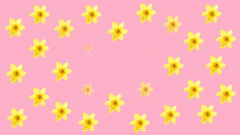 Animation-of-multiple-blue-and-yellow-flowers-moving-over-pink-background