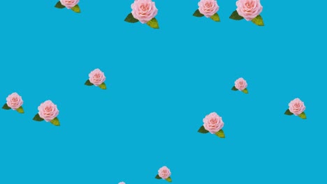 Animation-of-pink-flowers-moving-in-hypnotic-motion-on-blue-background