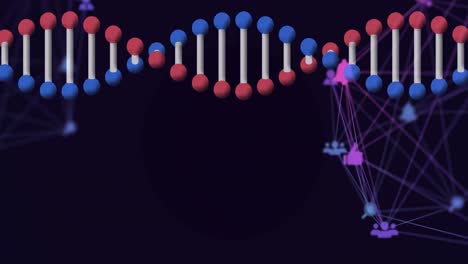 Animación-De-Una-Cadena-De-ADN-3D-Giratoria,-Con-Una-Red-De-Iconos-Conectados-En-Negro.