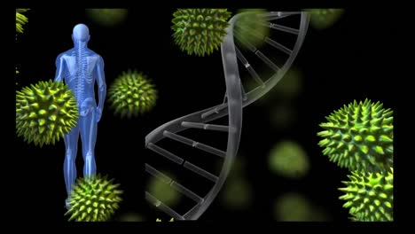 Animation-Des-Sich-Drehenden-DNA-Strangs-Mit-Covid-19-Zellen-Und-Blauer-Menschlicher-Figur-Beim-Gehen