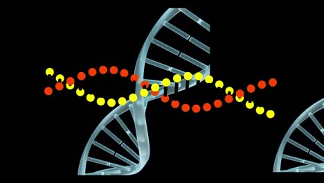 Animation-Von-DNA-Strängen,-Die-Sich-Auf-Schwarzem-Hintergrund-Drehen