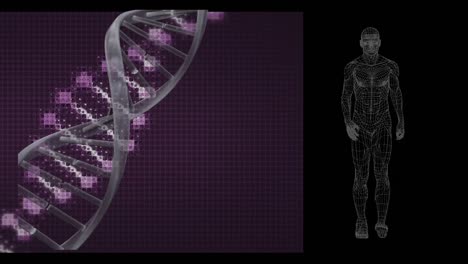 Animation-Von-DNA-Strängen,-Die-Sich-Drehen,-Während-Eine-Menschliche-Figur-Läuft