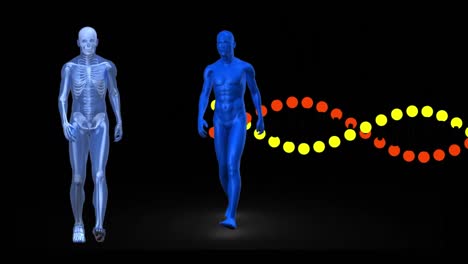 Animation-of-dna-strand-spinning-with-two-blue-human-figures-walking