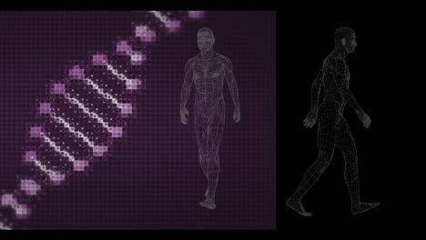 Animation-Eines-Sich-Drehenden-DNA-Strangs-Mit-Zwei-Gehenden-Menschlichen-Figuren