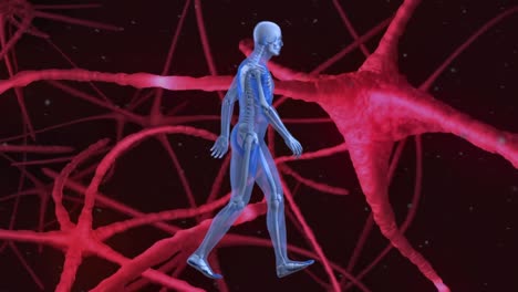 Digitale-Animation-Eines-Menschlichen-Körpermodells,-Das-Gegen-Signale-Läuft,-Die-Durch-Neuronen-Laufen