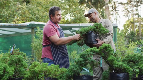 Diverse-male-gardeners-taking-care-of-bonsai-tree-at-garden-center