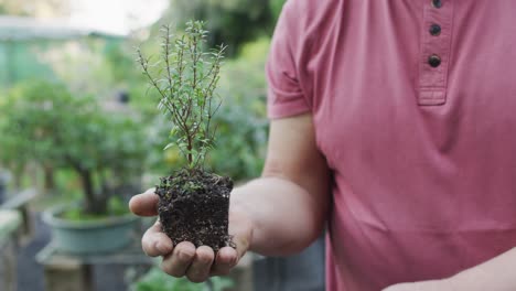 Hands-of-hands-of-caucasian-male-gardener-holding-bonsai-tree-at-garden-center